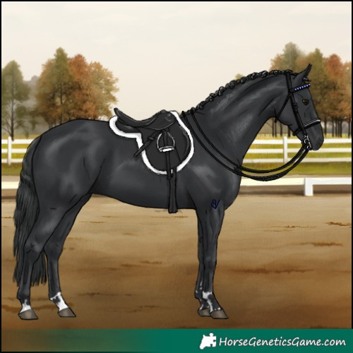 Horse Color:Black 