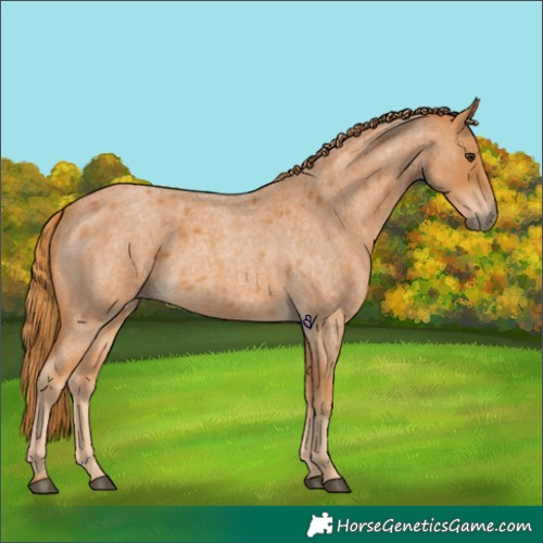 Horse Color:Red Roan 