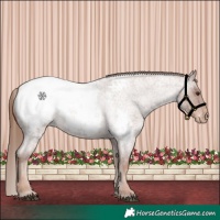 Horse Color:Red Roan Appaloosa 