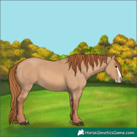 Horse Color:Red Dun Splash 