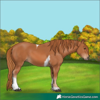 Horse Color:Chestnut Tobiano