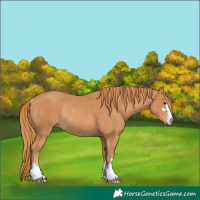 Horse Color:Chestnut Rabicano 