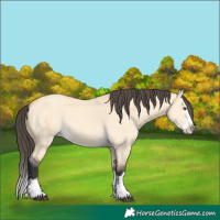 Horse Color:Buckskin Dun Splash 