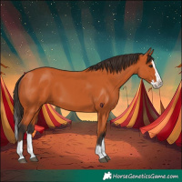Horse Color:Bay Splash 