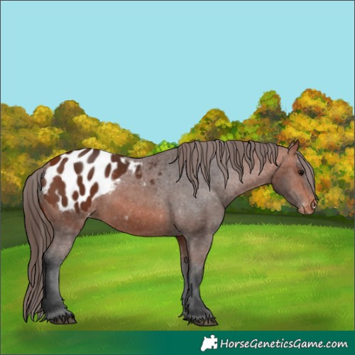 Horse Color:Bay Appaloosa 