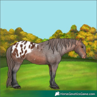 Horse Color:Bay Appaloosa