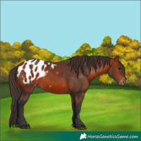 Horse Color:Bay Appaloosa