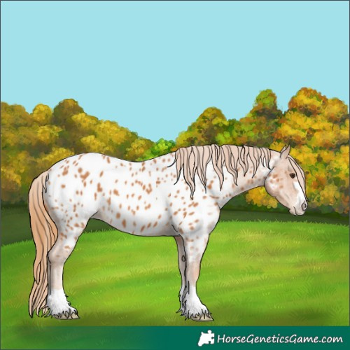 Horse Color:Chestnut Near Leopard 