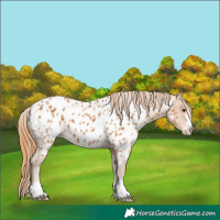 Horse Color:Chestnut Near Leopard 