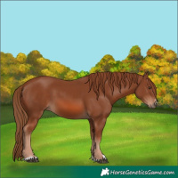Horse Color:Chestnut 