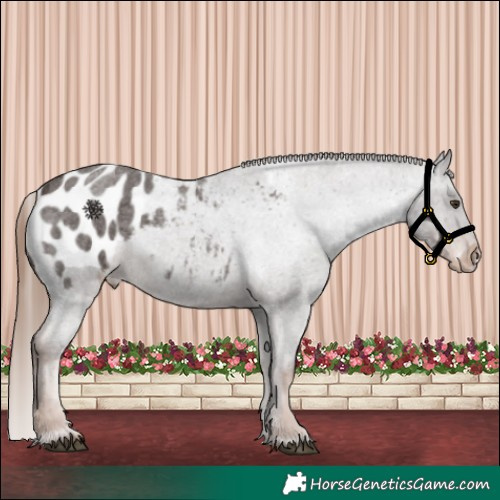 Horse Color:Liver Red Roan Appaloosa
