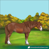 Horse Color:Chestnut 