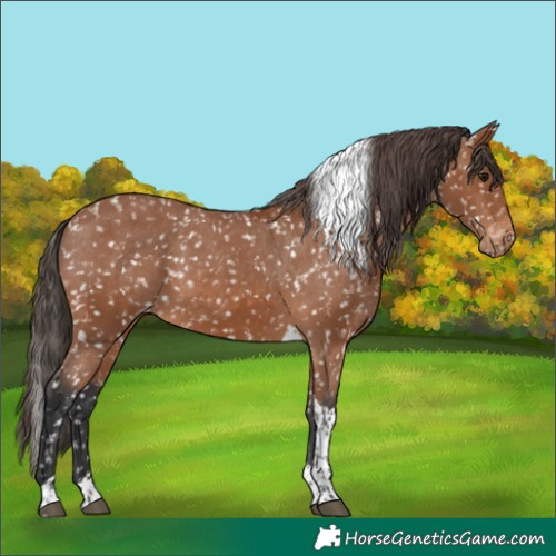 Horse Color:Bay Tobiano Snowflake Varnish