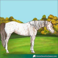 Horse Color:Amber Champagne Sabino Tobiano Blanket and Amber Champagne Sabino Splash Tobiano Blanket