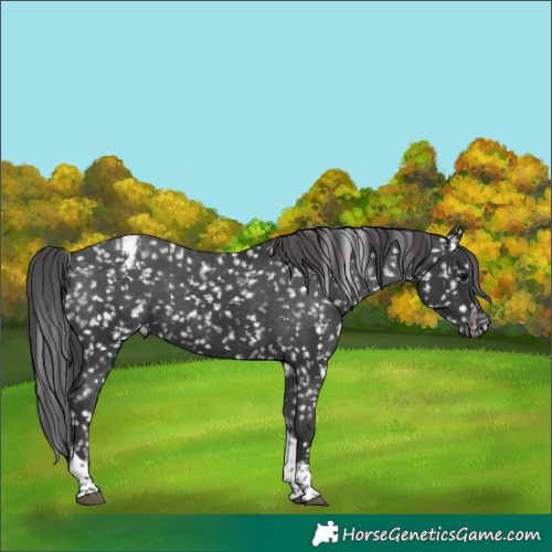 Horse Color:Black Tobiano Snowflake Varnish
