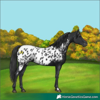 Horse Color:Black Near Leopard 