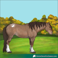Horse Color:Liver Red Dun Tobiano Appaloosa Rabicano