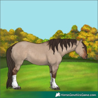 Horse Color:Liver Red Dun Tobiano Rabicano