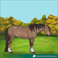 Horse Color:Liver Red Dun Tobiano Rabicano 