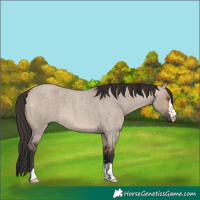 Horse Color:Brown Roan Dun 