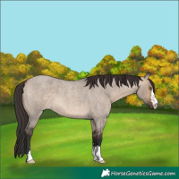 Horse Color:Brown Roan Dun 