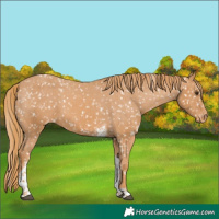 Horse Color:Chestnut Tobiano Snowflake Varnish