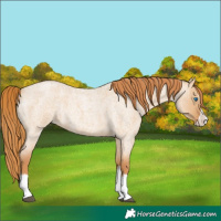Horse Color:Red Dun Roan Splash 