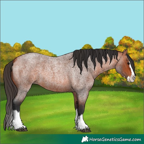 Horse Color:Bay Roan Splash