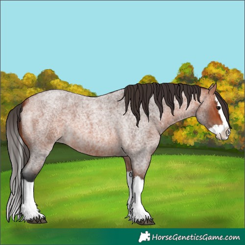 Horse Color:Bay Roan Splash 