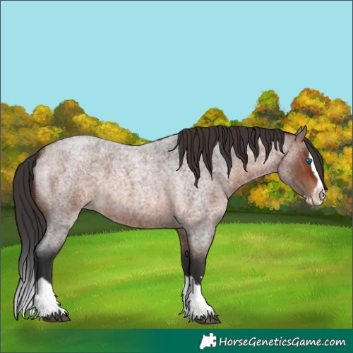 Horse Color:Brown Roan Splash 