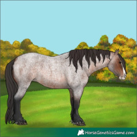 Horse Color:Brown Roan Splash