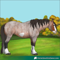 Horse Color:Bay Roan Splash Frame