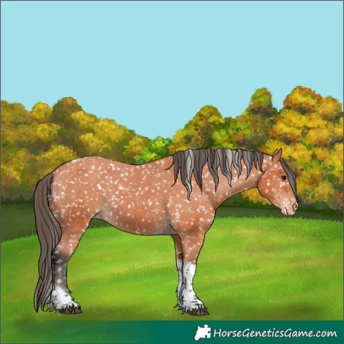 Horse Color:Bay Tobiano Snowflake Varnish