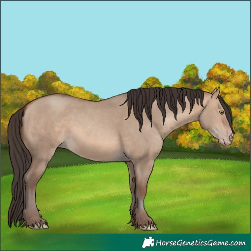 Horse Color:Sable Champagne Dun 