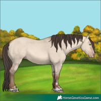 Horse Color:Amber Champagne Dun 