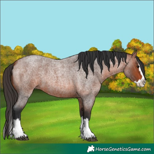 Horse Color:Bay Roan Splash 
