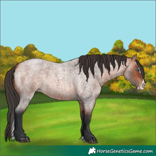 Horse Color:Bay Roan Splash