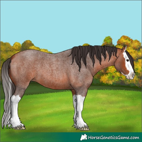Horse Color:Bay Roan Splash