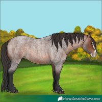Horse Color:Brown Roan Splash 