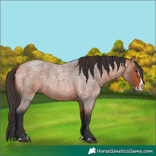 Horse Color:Bay Roan Splash