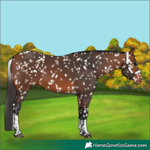 Horse Color:Bay Tobiano Appaloosa 