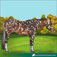 Horse Color:Bay Tobiano Appaloosa 