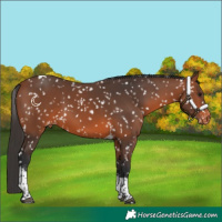 Horse Color:Bay Tobiano Appaloosa 