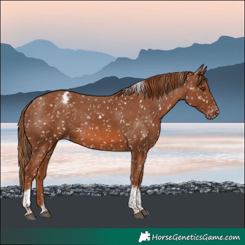 Horse Color:Chestnut Tobiano Snowflake Varnish