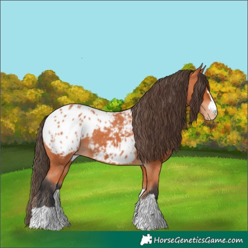 Horse Color:Bay Appaloosa 