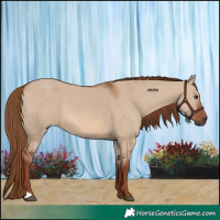 Horse Color:Red Dun Rabicano