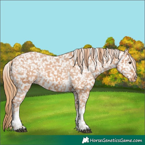 Horse Color:Chestnut Tobiano Appaloosa 