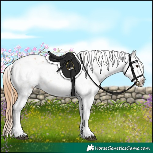 Horse Color:Chestnut Tobiano Appaloosa 