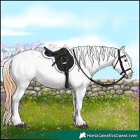 Horse Color:Chestnut Tobiano Appaloosa 