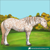 Horse Color:Chestnut Tobiano Appaloosa 
